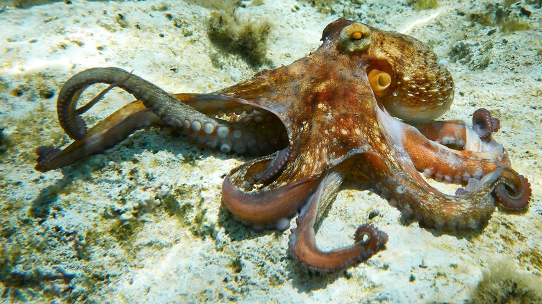 Octopus on ocean floor