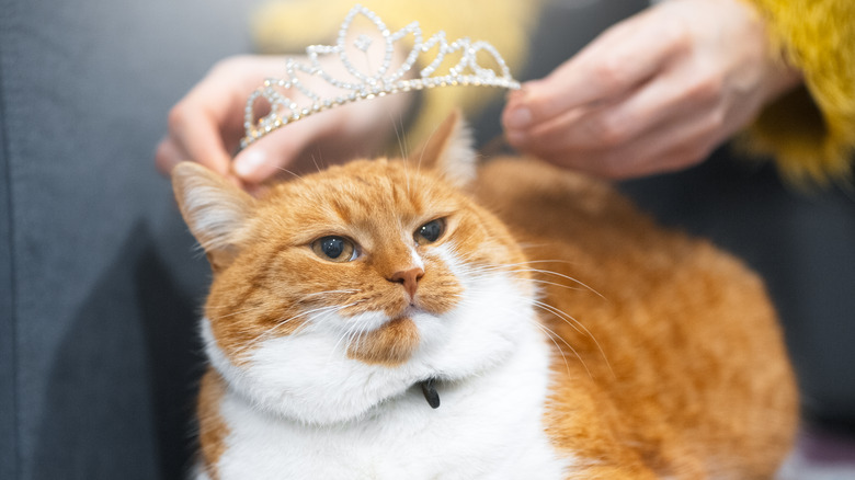 cat getting a tiara
