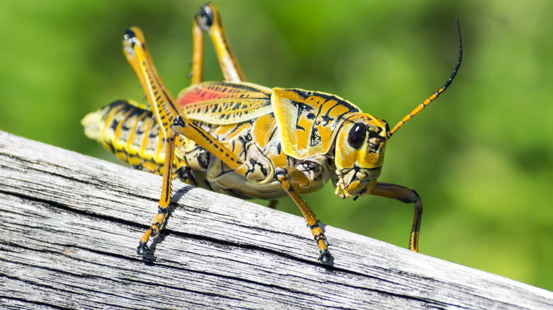 cricket wood