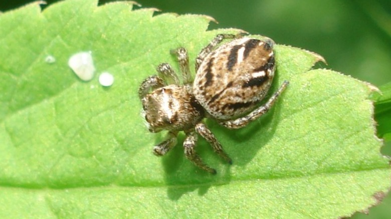 Evarcha arcuata