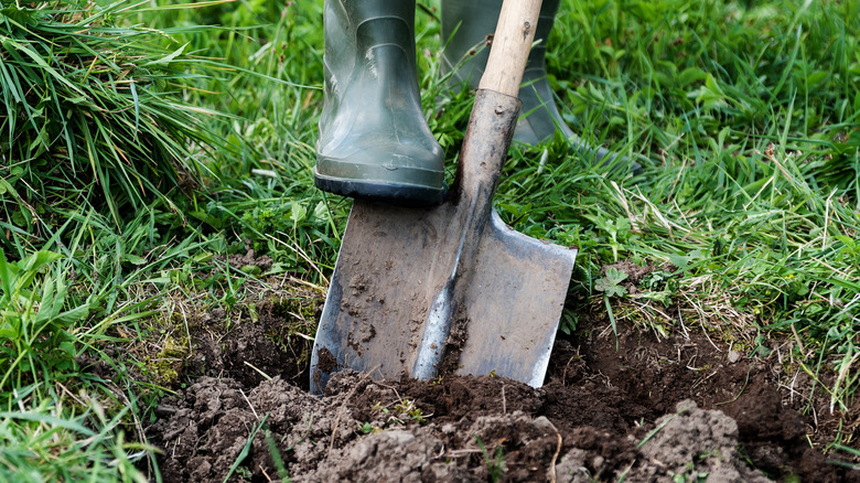 Digging in the yard