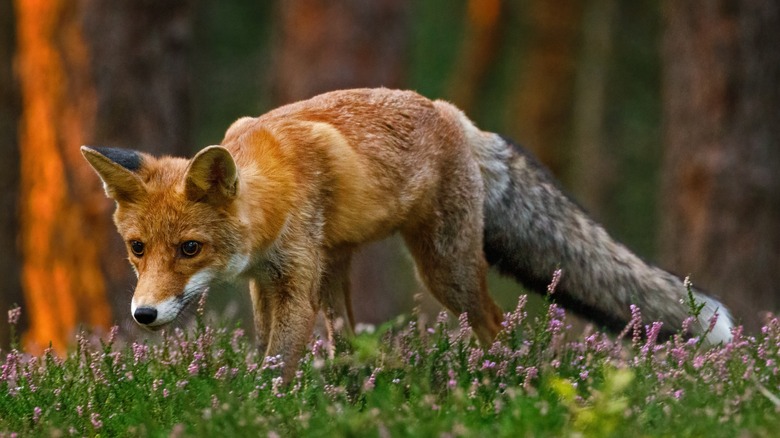 Red fox, Vulpes vulpes, hunting in green pine forest. Hungry fox sniffs about food in moor
