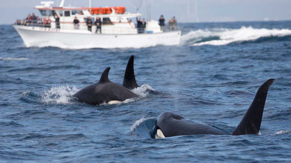 Orcas near boat