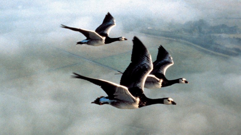 winged mirgration