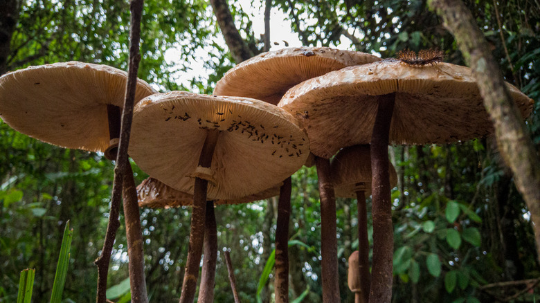 mushrooms in forest