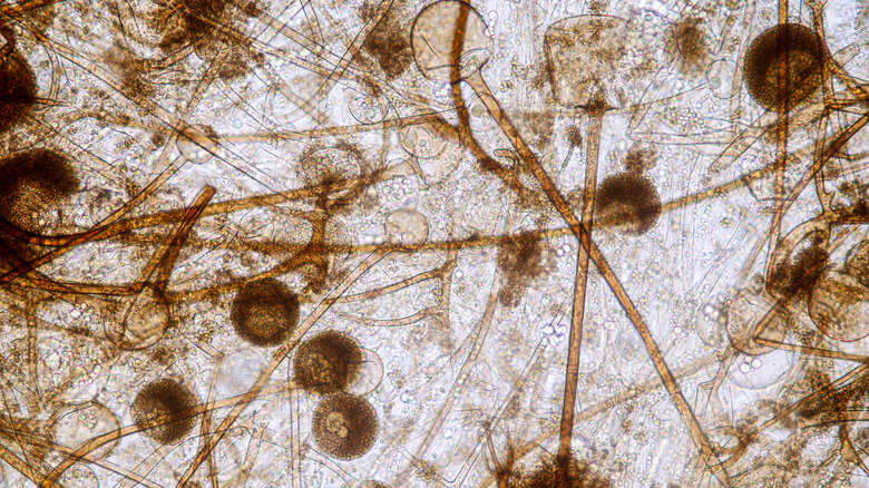 fungi under microscope