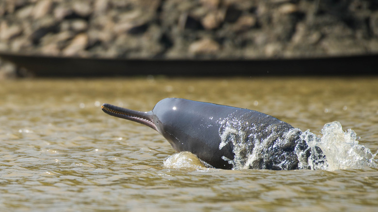 Indus River dolphin