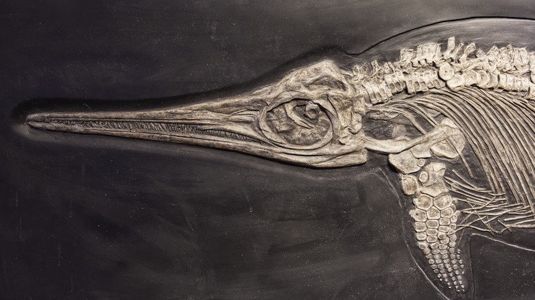 Icthyosaur fossil head and a fin