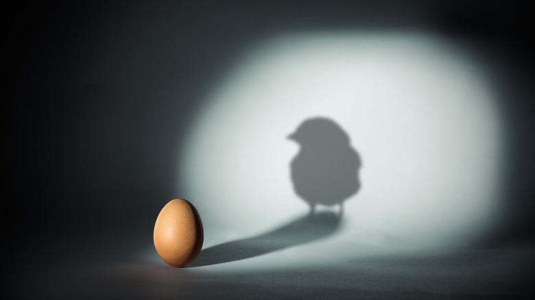 egg with shadow chicken silhouette 