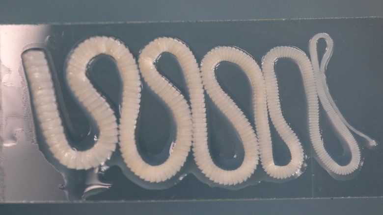 Tapeworm