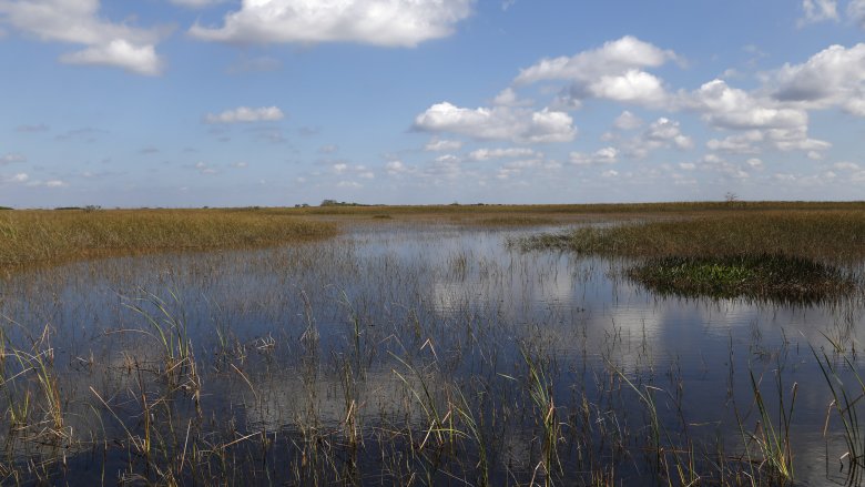The Florida Everglades