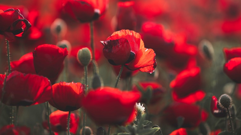 red poppies