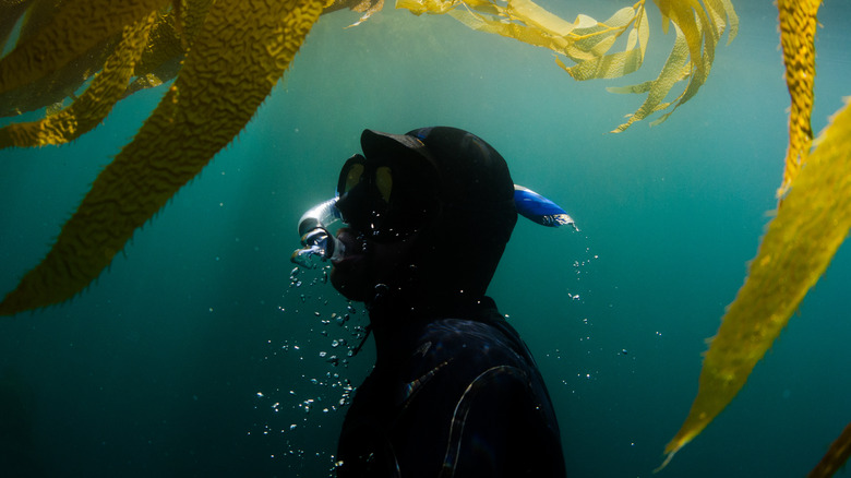 Person snorkeling underwater seaweed