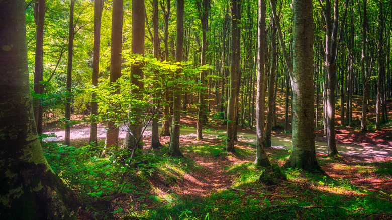 A forest in Tuscany