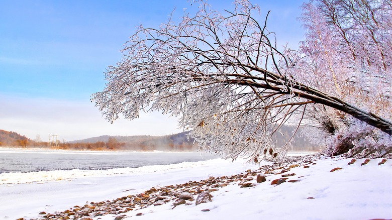 winter on a river bank