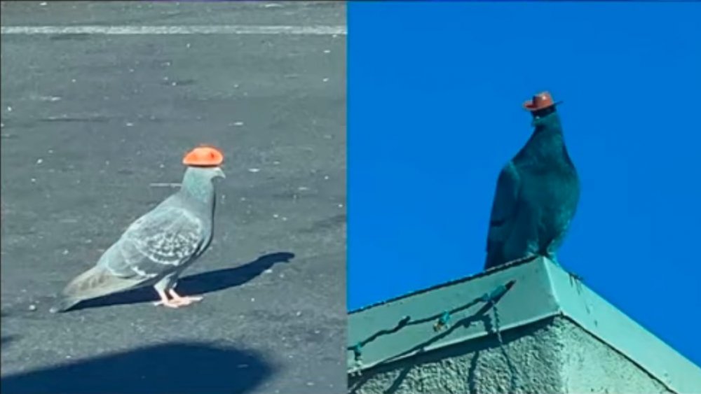 Pigeon Cowboy Hat