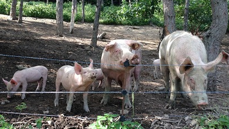 Pigs Eat Humans Far More Often Than People Would Expect