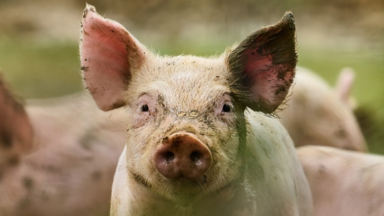 Pig close up