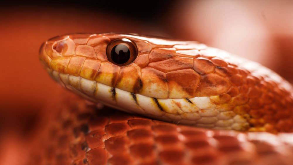 Corn snake