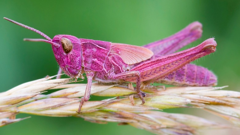 Close-up of a pink grasshopper