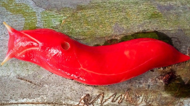 Hot pink slug