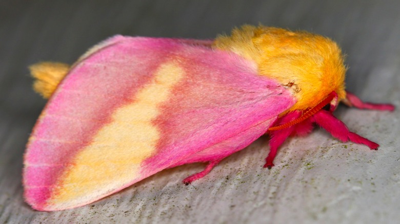 Pink and yellow moth resting