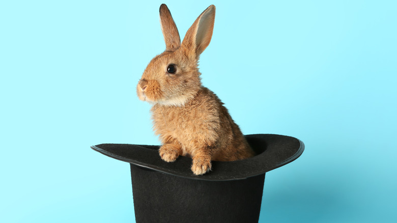 Rabbit in a hat