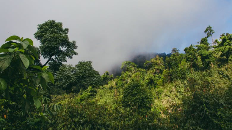 Northern Mountain Forest Complex, Myanmar