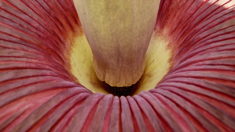 corpse flower blooming