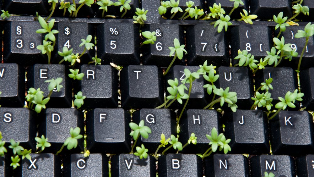 Plant with keyboard