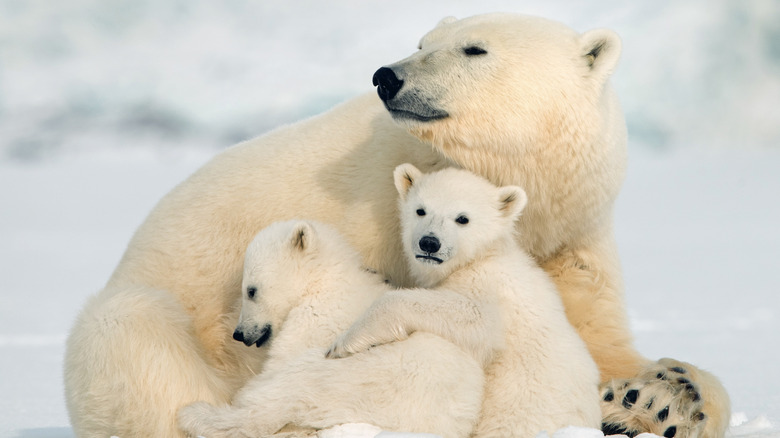 Polar bear with two cubs