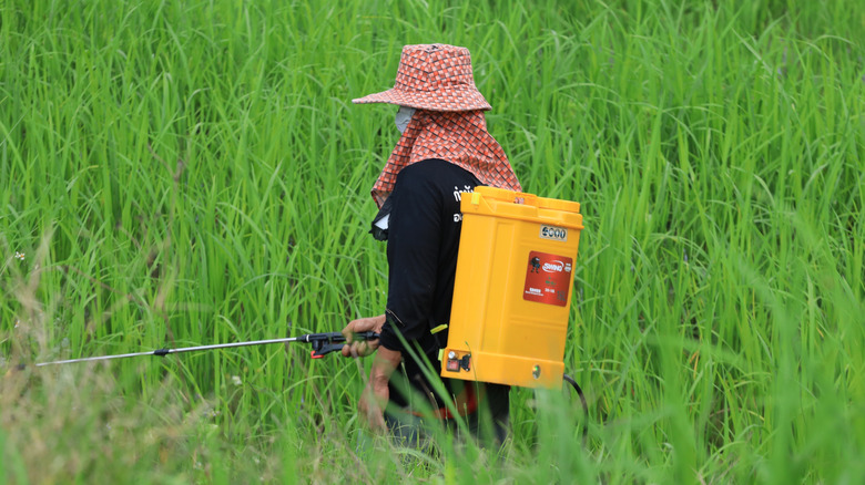 Person in a field using pesticide