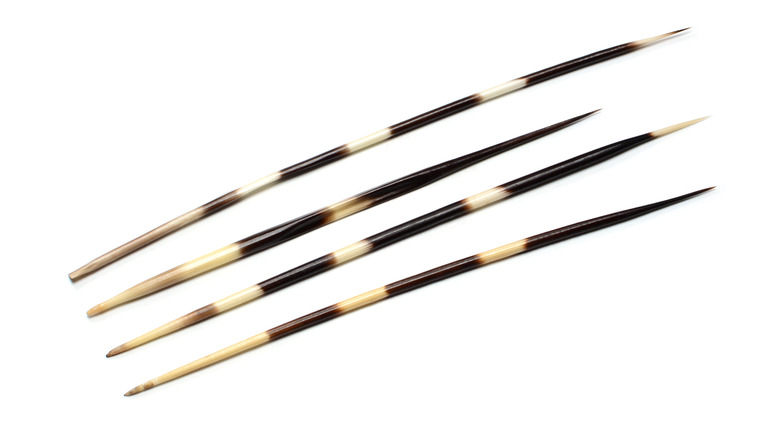 Porcupine quills and spines on display