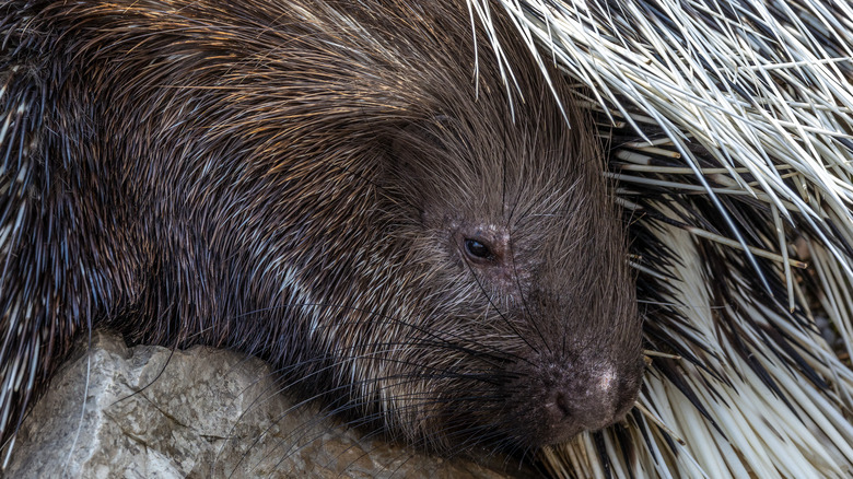 Porcupine and its quills