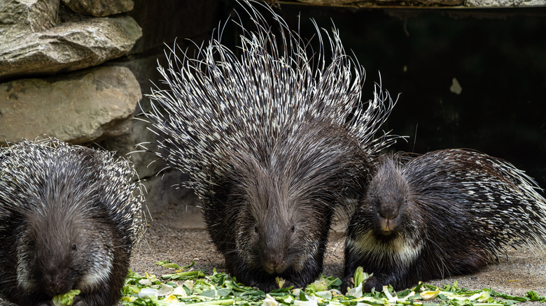 Group of porcupines standing together