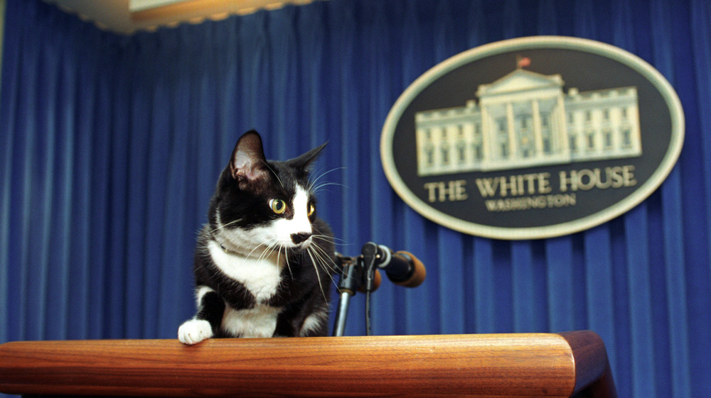 Socks Clinton at the podium