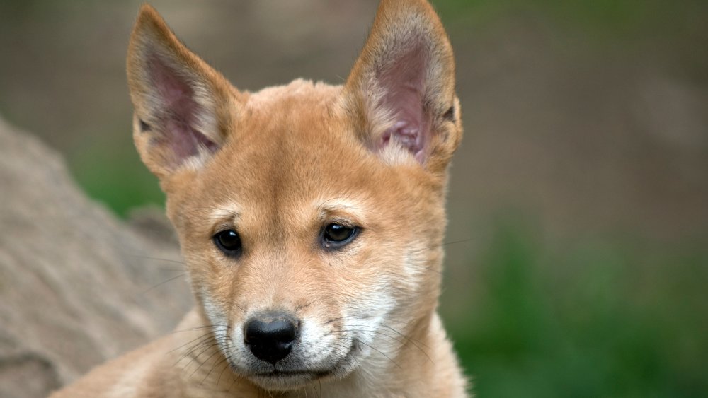 Dingo puppy