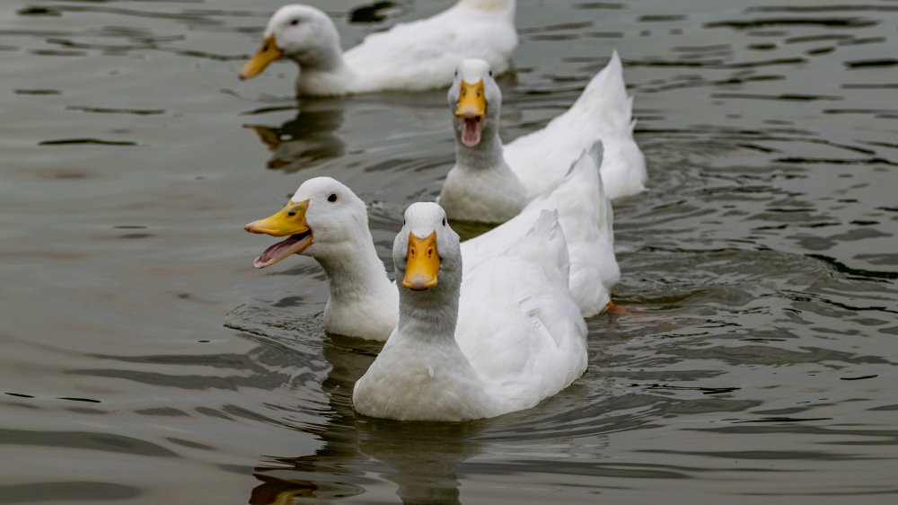 quacking ducks family