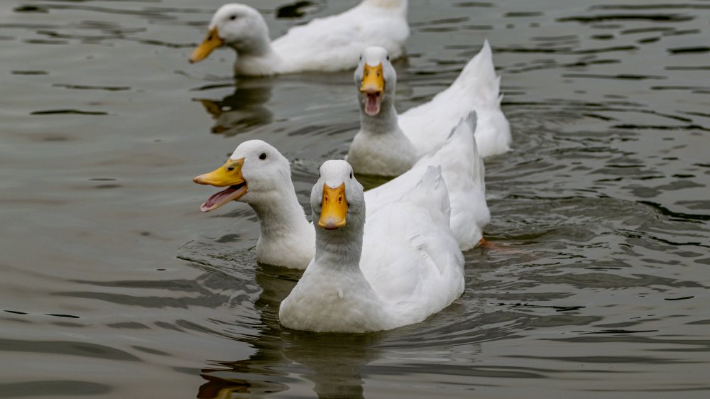 Quacking Ducks Win Noise Complaint Case Against Cranky Neighbor