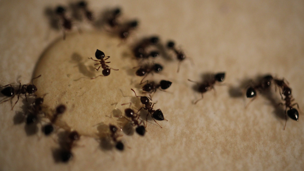 Ants 