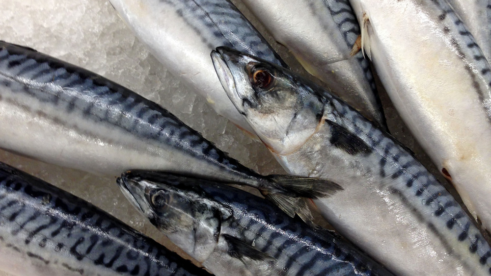 Mackerel fish