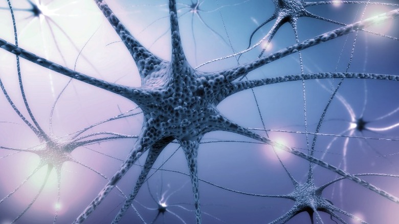 Human nerve cell