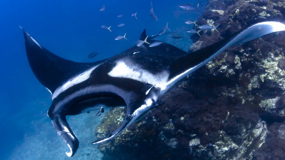 Rare Pink Manta Ray Spotted Near Australia's Lady Elliot Island, Smart  News