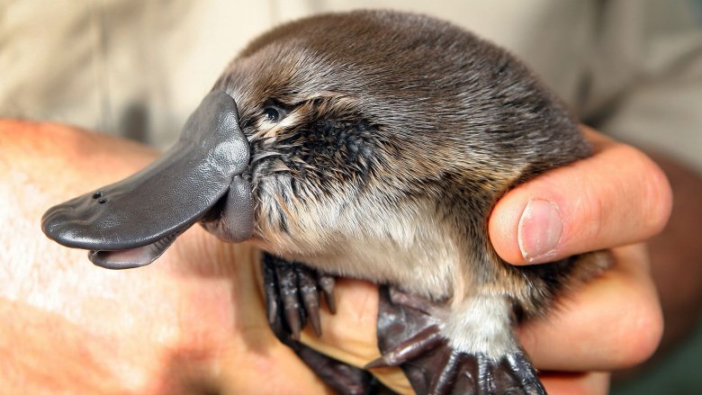 platypus