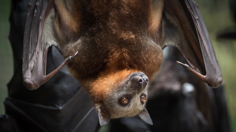 bat hanging in tree
