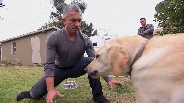 cesar milan dog whisperer