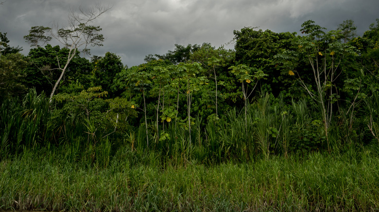A jungle in Peru