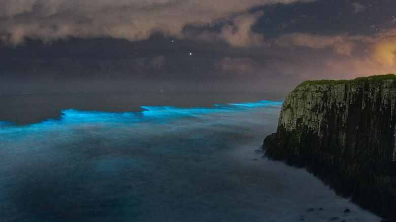 Bioluminescent waves