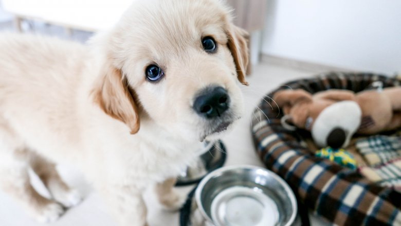 totally adorable puppy