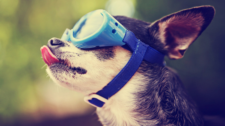 Dog wearing doggles